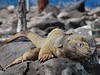 ekvador galapagy 04